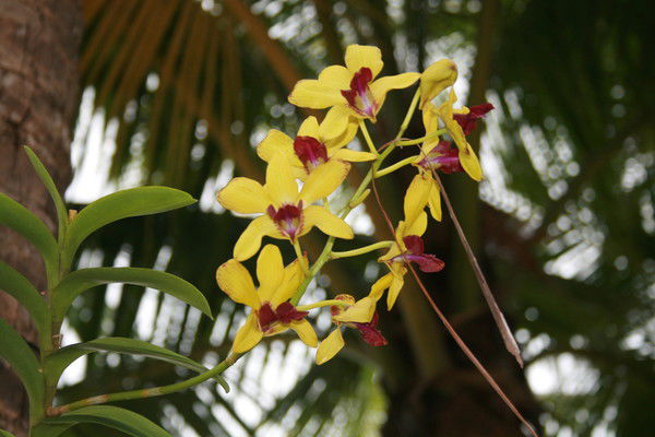 Елена Сапрыкина