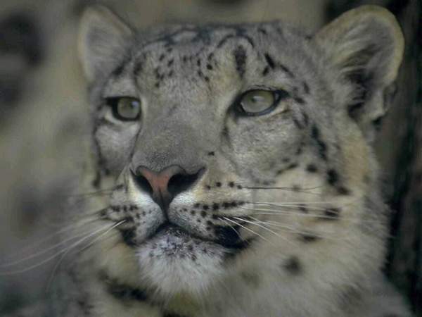 Артём Князев