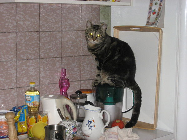 Светлана Сокол