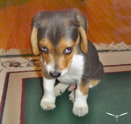 Юрий Бахметьев