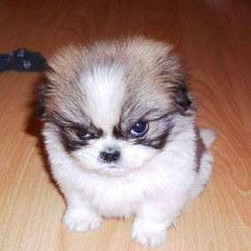 Цветков Леонид