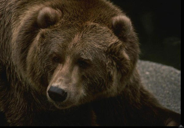 Дмитрий Донской