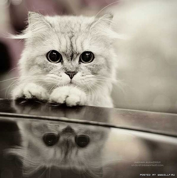 Ольга Михеева