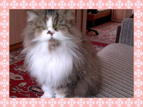 Владимир Волков