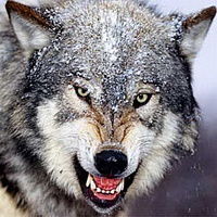 Владимир Владимир