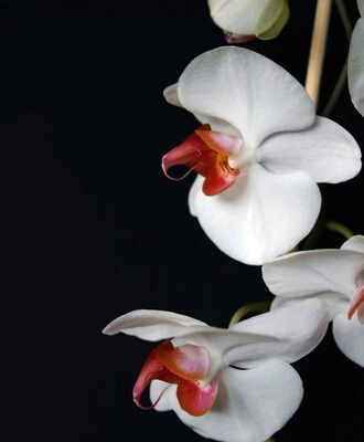 Яна Дубкова