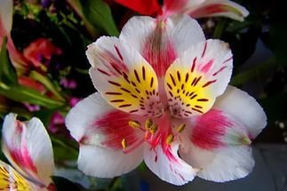 Светлана Бондарь