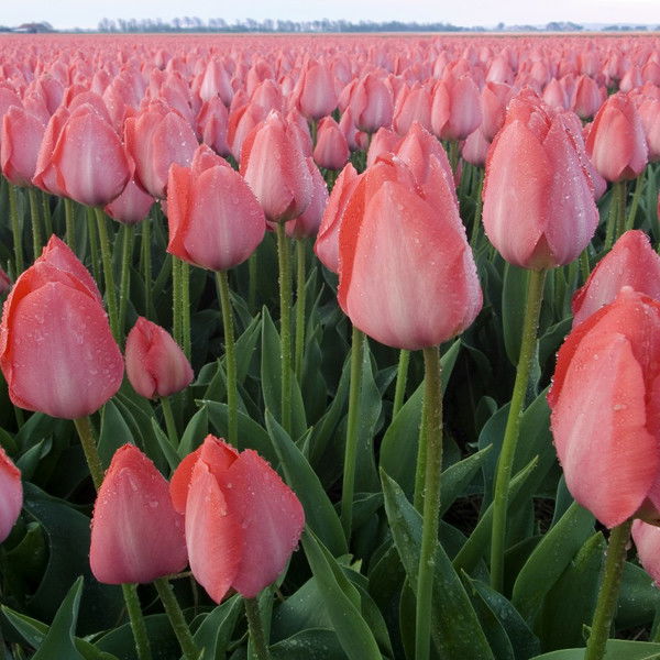 Афанасьева Евгения