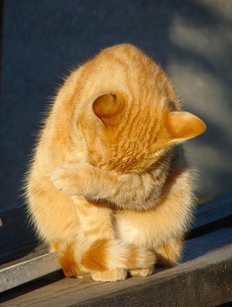 Надежда Удовенко