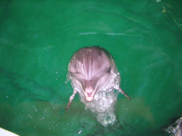 Галина Замесная