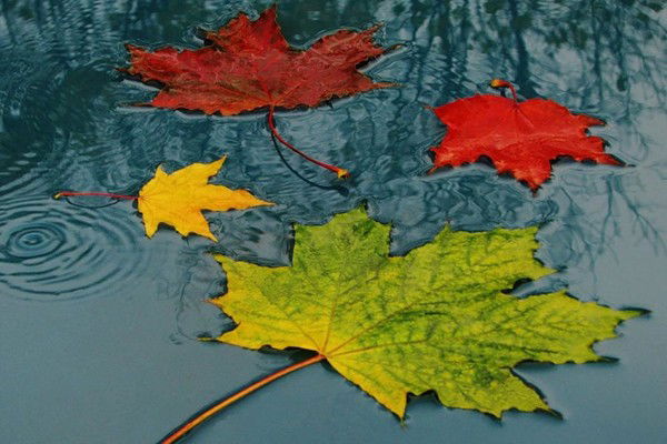 Юлия Сазонова