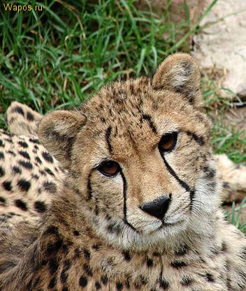 Равиль Спирякин