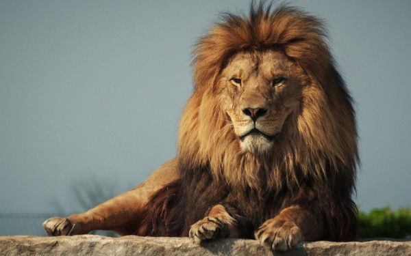 Георгий Гия