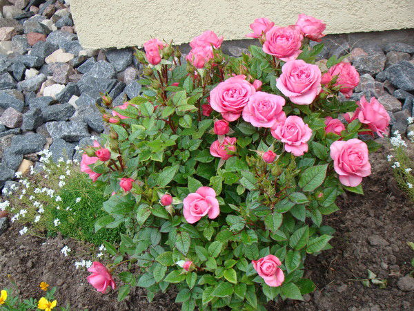 Владимир Игнатьев