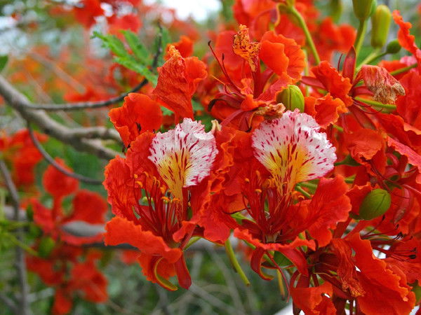 Елена Владимировна Дюбанова