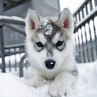 Александр Русяев