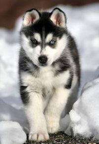 Андрей Кучма