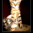 Сергей Шабалин