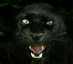 Наталья Поляшова