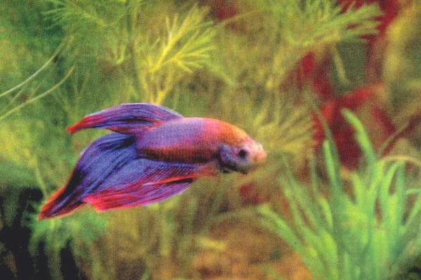 Наталья Мещерина