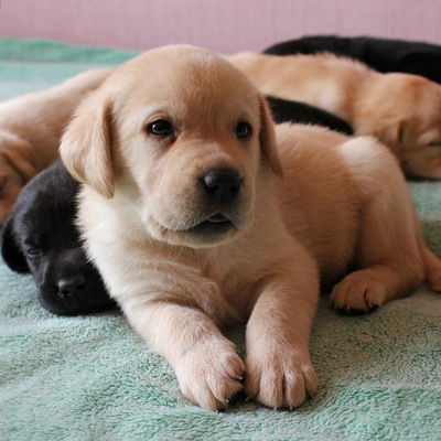 Софья Лавренко