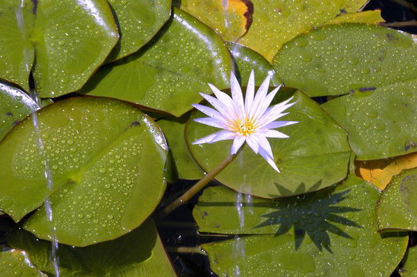 Лариса Пухова