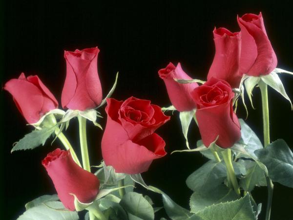 Гулжан Сапархан