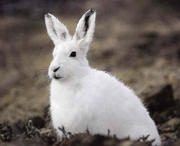 Халлик Юлька))