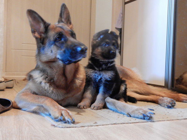 Татьяна Чаричанская