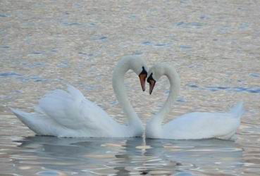 Ирина Светлова