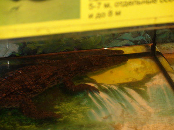 Ирина Самикова