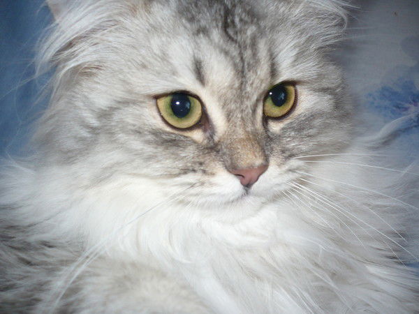 Ляля Мифтахова