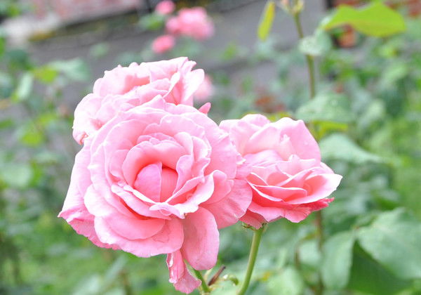 Елена Выхристюк