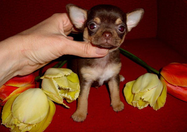 Юлия Орлова