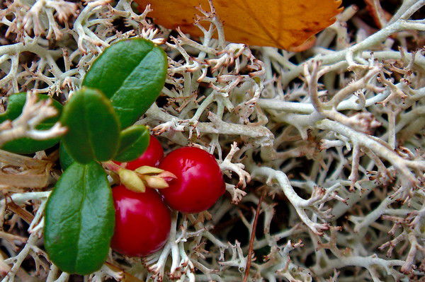 Алена Хатанзейская