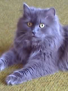 Юлия Чечушкина