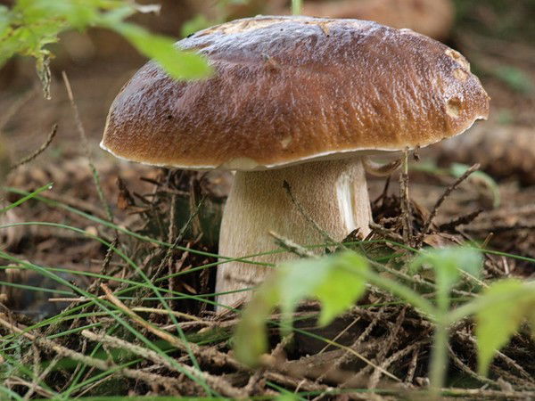 Роман Лукьянов