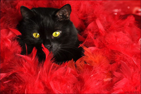 Елена Еленка