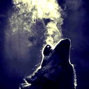 Night Wolf