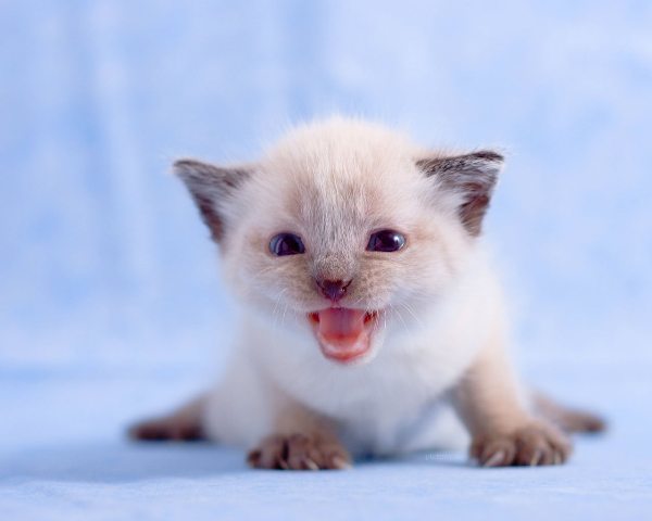 ҈âλâħ Χâ₡Еħо฿҈