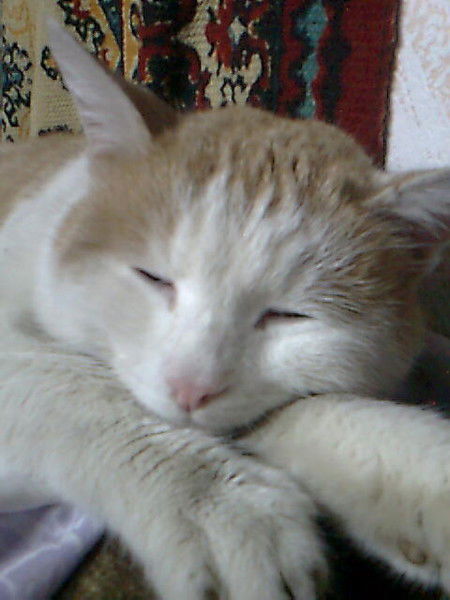 Анатолий Яковлев