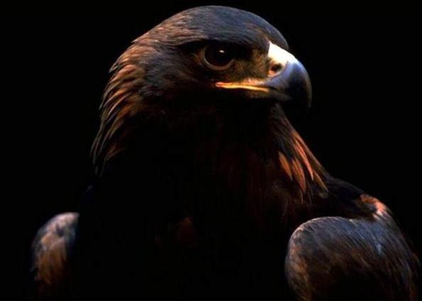 Тарлан Магеррамов