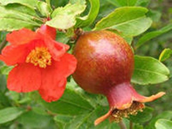 Гульнара Вафина