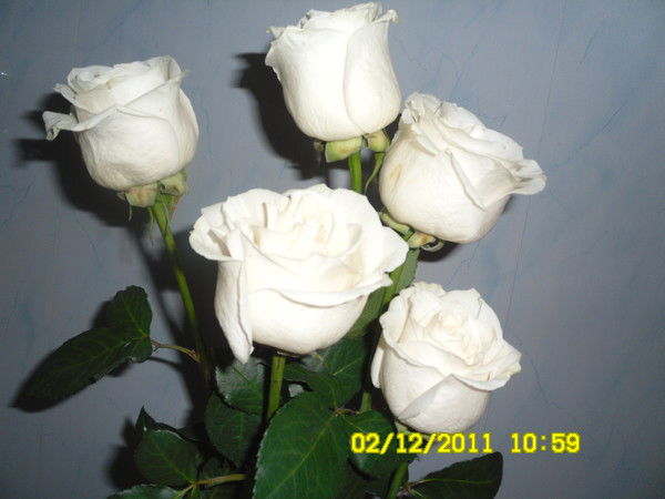 Лариса Подкорытова