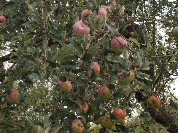 Елена Махова