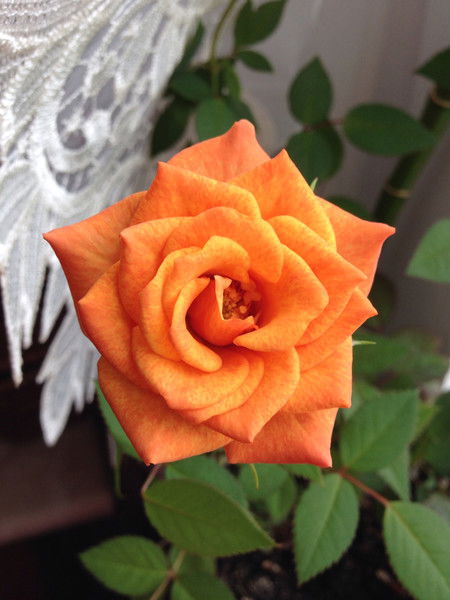 Оксана Кирюхина