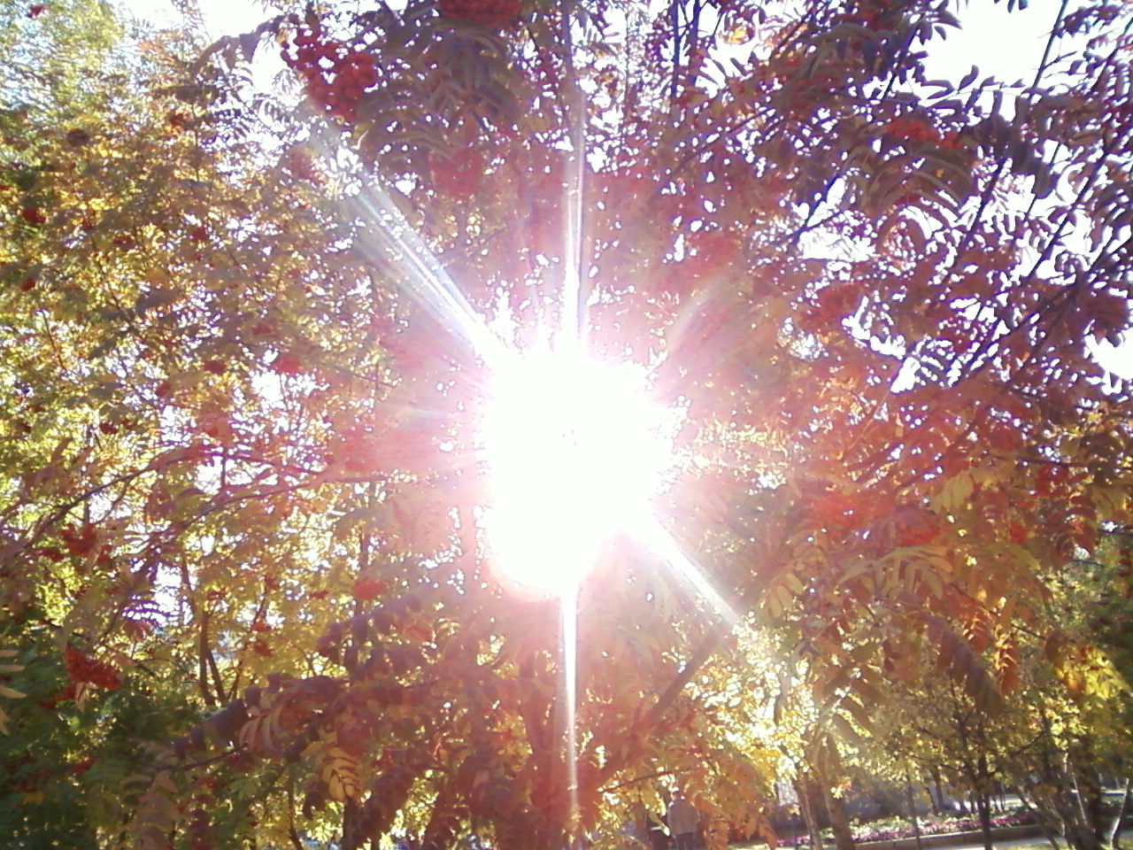 Елена Терехова