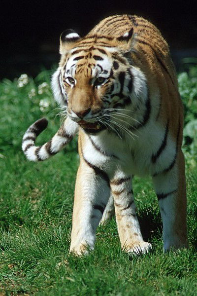 Максим Бурдадин