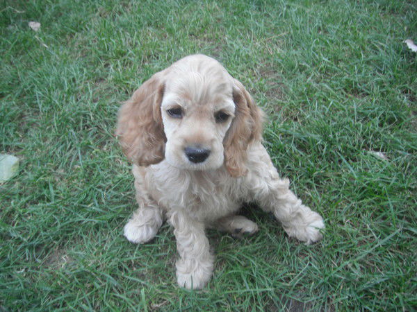 Наращ. Ногтей. Елена Нестерова