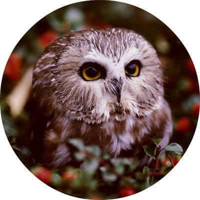 Лена Дёгтева